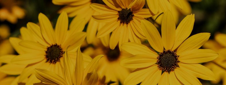 ¿Por qué regalar flores amarillas?