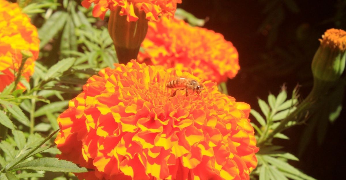 Flores de otoño: te decimos cuáles debes tener en casa