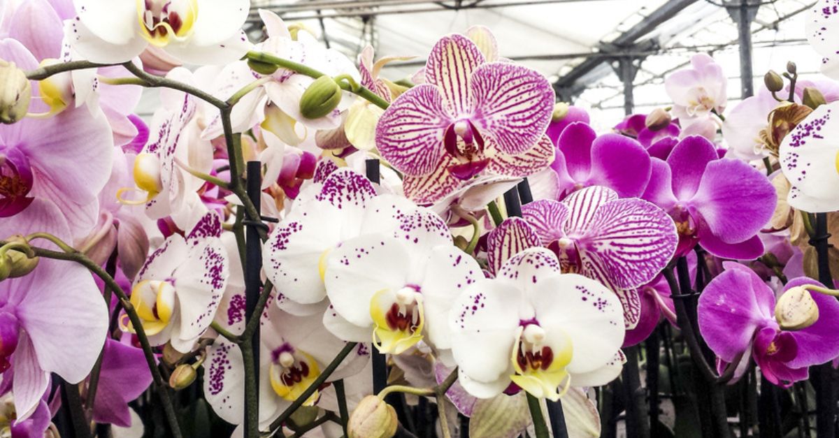 ¿Qué simbolizan las orquídeas y a quién se las puedes regalar?